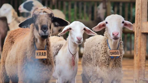 Some cute sheep standing and looking at the camera on a rural farm in East Java Video stock 250700541