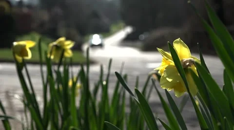 Some daffodils with bikes passing by 動画素材 48883582