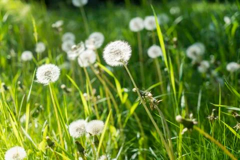 Some dandelions on a spring meadow Stock Photos