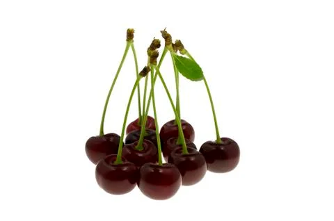 Some dark berries of a cherry. Stock Photos