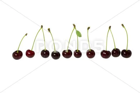 Some dark berries of a cherry. Stock Photos
