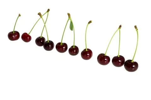 Some dark berries of a cherry. Stock Photos