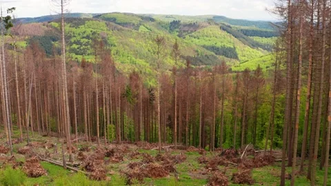 Some dead trees in a forest landscape Stock Footage 155307771