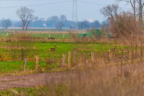 Some deer  run across a green field in the evening Stock Photos