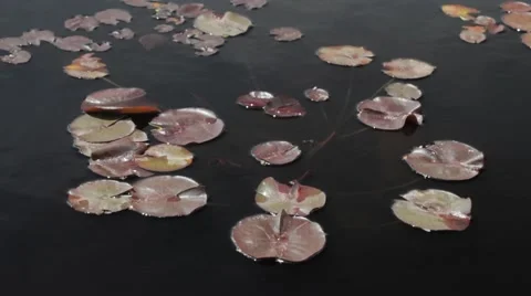 Some Delicate Water Lilies Float on the Pond Stock Footage 50083338