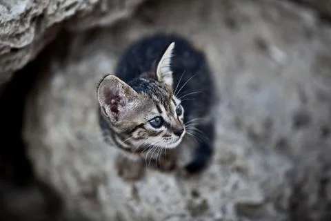 Some different kinds of animals are pictured. Stock Photos