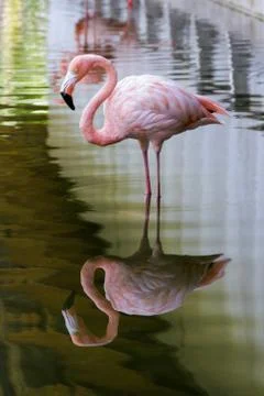 Some different kinds of animals are pictured. Stock Photos