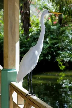 Some different kinds of animals are pictured. Stock Photos