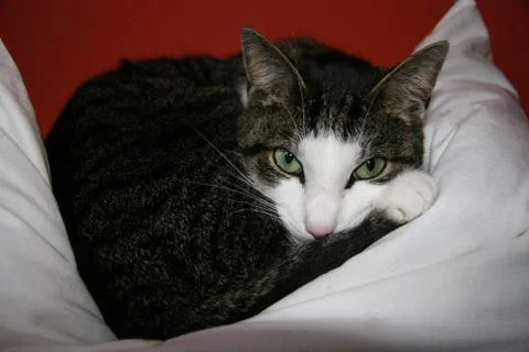 Some different kinds of animals are pictured. Stock Photos