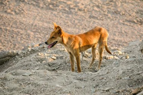 Some different kinds of animals are pictured. Foto stock