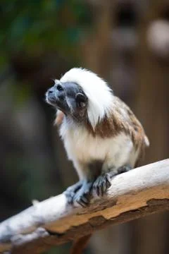 Some different kinds of animals are pictured. Stock Photos