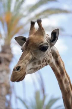 Some different kinds of animals are pictured. Stock Photos