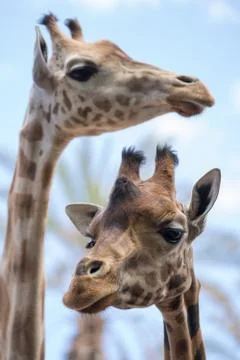Some different kinds of animals are pictured. Stock Photos
