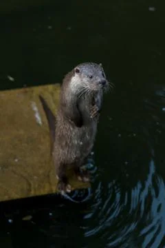 Some different kinds of animals are pictured. Stock Photos