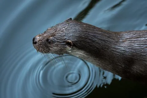 Some different kinds of animals are pictured. Foto stock