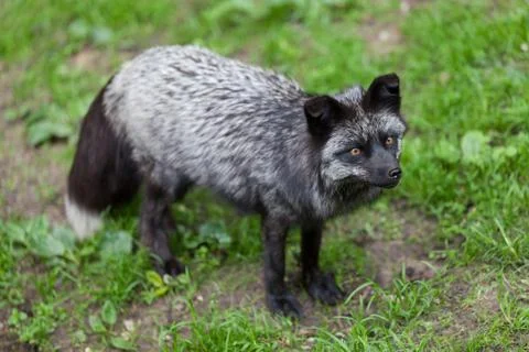 Some different kinds of animals are pictured. Stock Photos