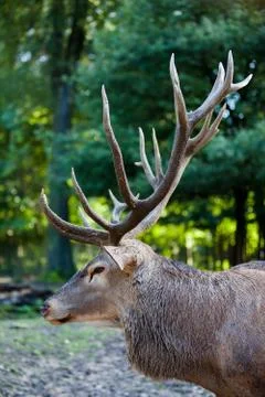 Some different kinds of animals are pictured. Stock Photos