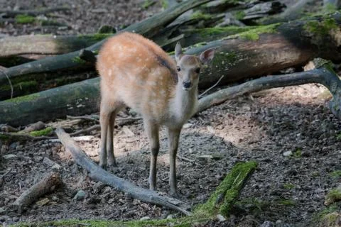 Some different kinds of animals are pictured. Stock Photos