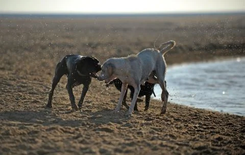 Some dogs playing Stock Photos