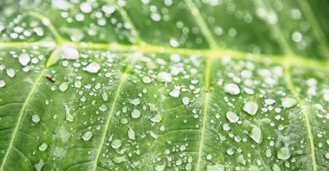 Some drops in a leaf after the  rain Foto stock
