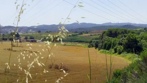Some dry wheat at contryside during summer Video stock 118776497