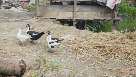 Some ducks are looking for food in the yard. White and black duck Video stock 224713552