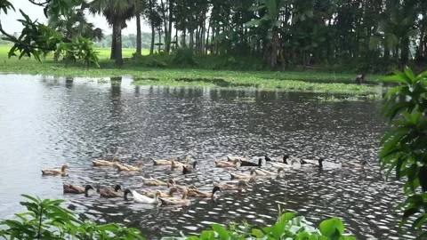 Some ducks Stock Footage 250932272