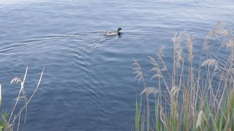 Some Ducks in the Lago D'Orta Stock Footage 111187920