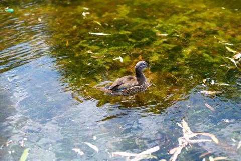 Some ducks live by a small pond  with their chicks Stock Photos
