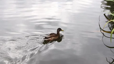 Some ducks on a river video Stock Footage 248096931