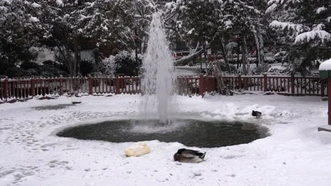 Some ducks sit and one duck goes to the lake Stock Footage 172454747