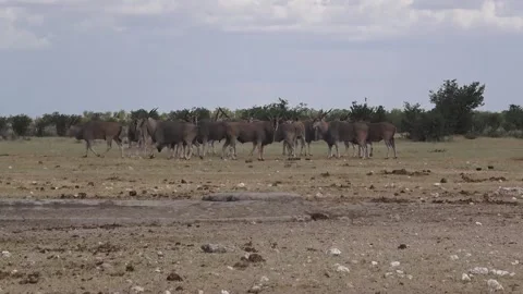 Some eland circulate; mid-clip zoom highlights a few — Part 3 Stock Footage 320809119