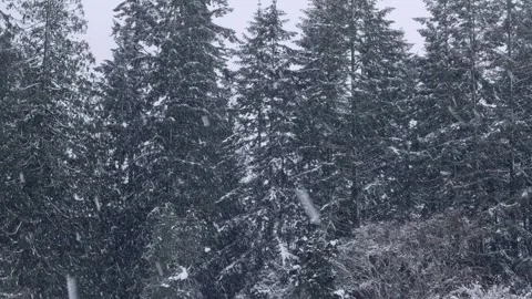 Some Evergreen trees get a heavy blanket of snow. Stock Footage 301370373