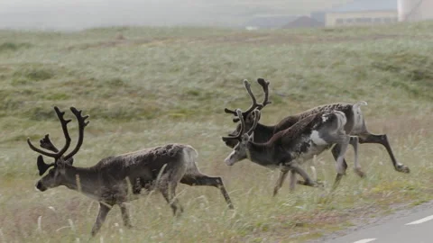 Some of the fast running moose on the wild in Estonia Stock Footage 256516199