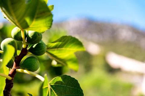 Some figs in sunshine with a view of the wall Stock Photos