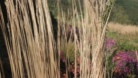 Some fine herbs in the mountains moved by the wind Stock Footage 242756922