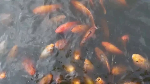Some fish are eating in a pool shelter Stock Footage 92934745