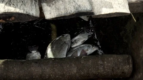 Some fish caught in the hold of a canoe of a fisherman. Detail. About fishing Stock Footage 71488729