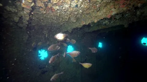 Some fish inside wreck in Red sea Egypt Video stock 80315419