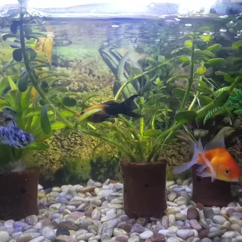 Some fish live in the aquarium Stock Footage 327253436