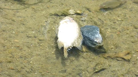 Some fish in the shallow water are swimming and some are dead Stock Footage 112957853