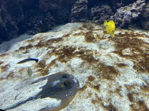 Some fish in the water Stock Photos