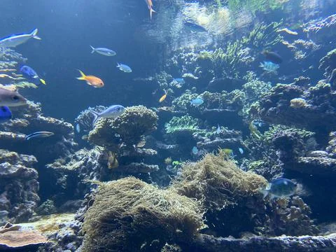 Some fish in the water Stock Photos