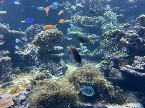 Some fish in the water Stock Photos