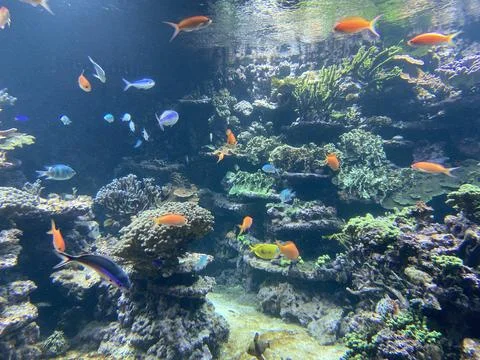 Some fish in the water Stock Photos