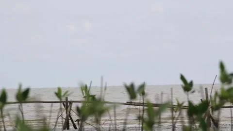 Some flocks of white storks, or Ciconiidae. Stock Footage 258767238