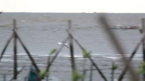 Some flocks of white storks, or Ciconiidae. Stock Footage 258767245