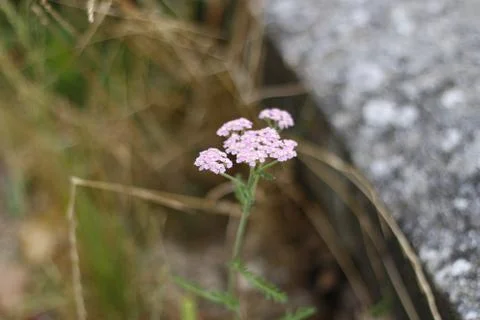Some flower closeup 2 Stockfoto's