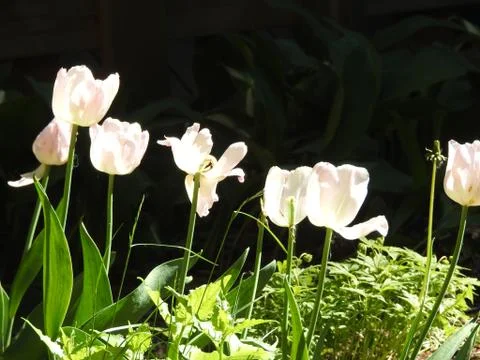 Some flower looking things Stock Photos