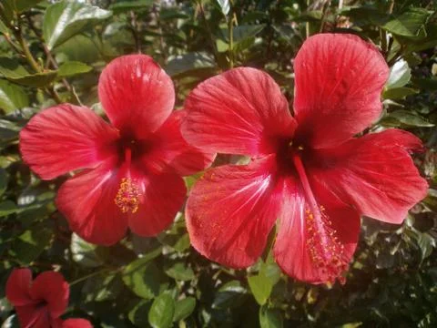 Some flower Stock Photos